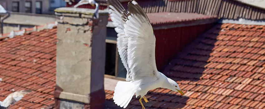 Residential Chimney Animal Removal Solution in Post Falls, ID